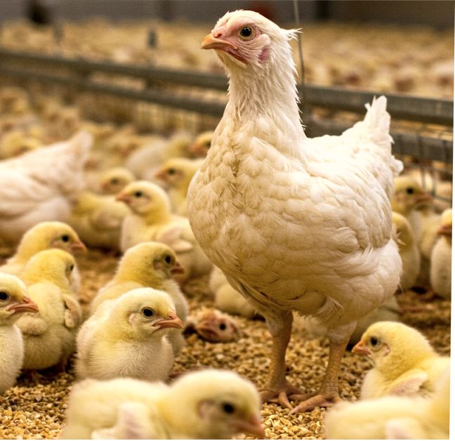 chimero Agrovet bottom image